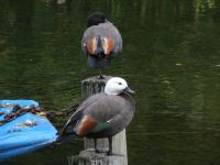 Albums/20060200-New Zealand 2006/20060202-Christchurch - Mona Vale/13